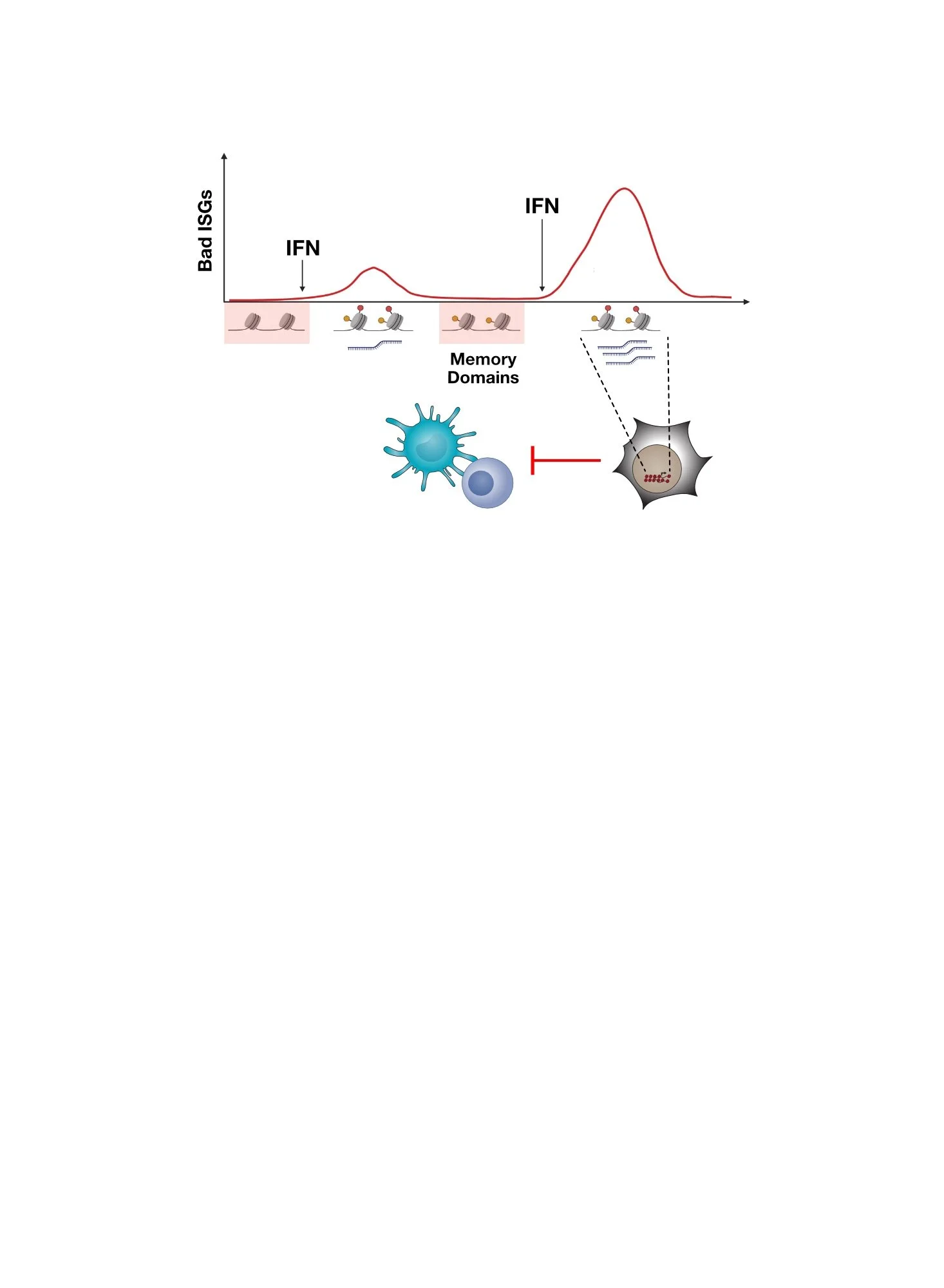 Enhancing IFN and Antigenicity with CAR-T Cells — Andy Minn Lab at